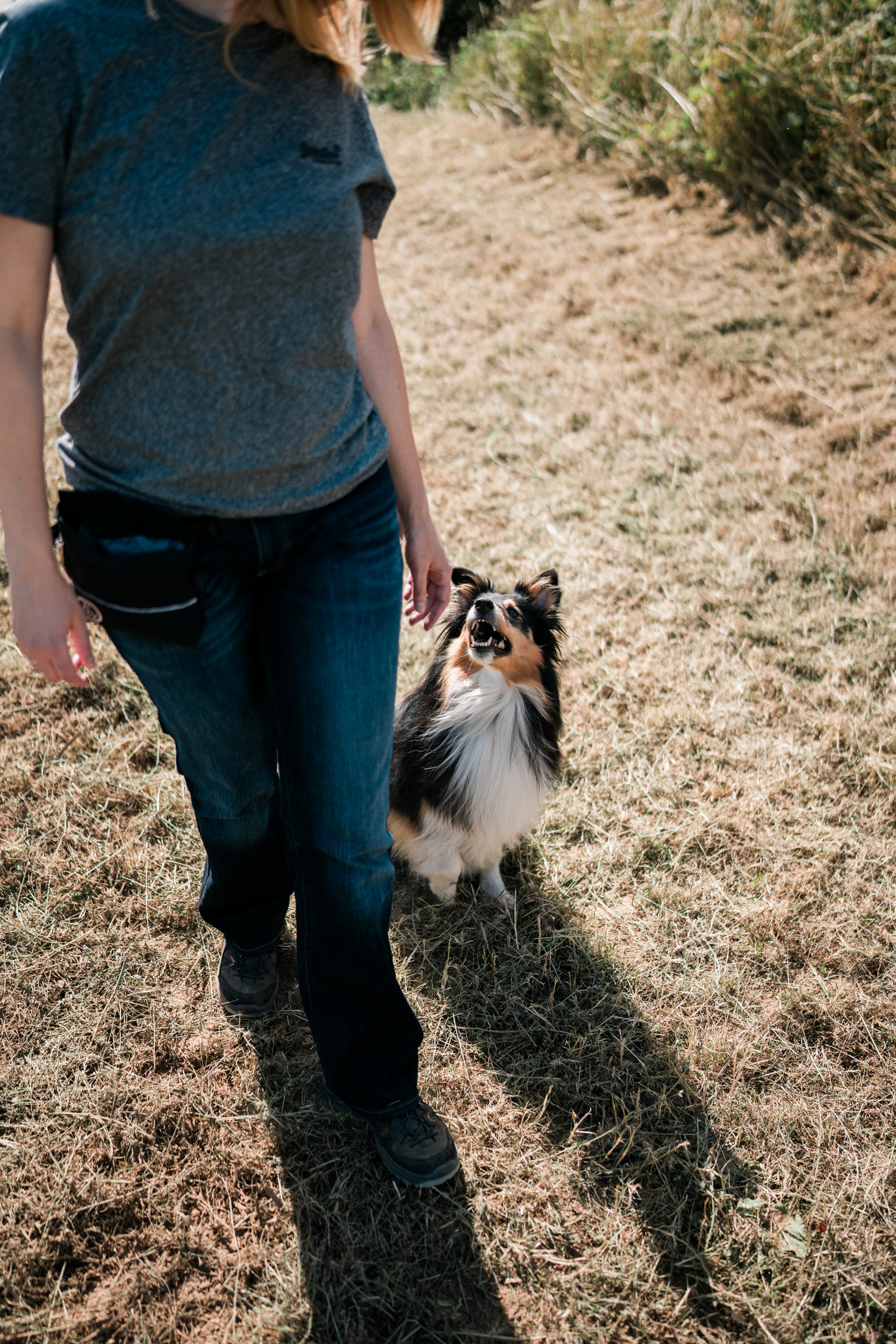 Hund sitzt neben Mensch im Hundetraining